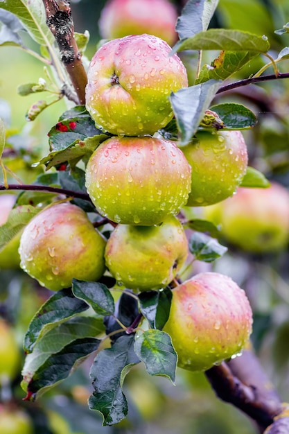 Ripe juicy apples with dew drops in a garden on a tree branch