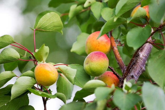 Ripe juicy apricots on the tree. Orchard_