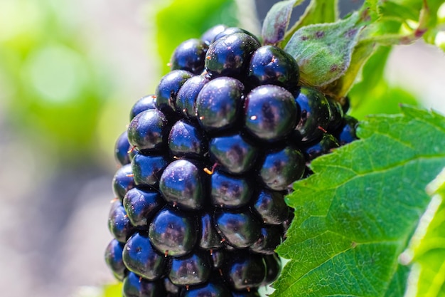 Ripe juicy blackberries closeup Plant branch in home countryside eco garden