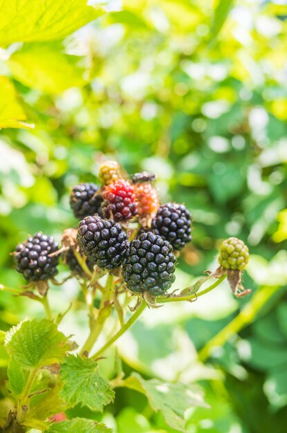 Ripe juicy blackberry Garden fruit bush Beautiful natural rural landscape with strong blurred background The concept of healthy food with vitamins