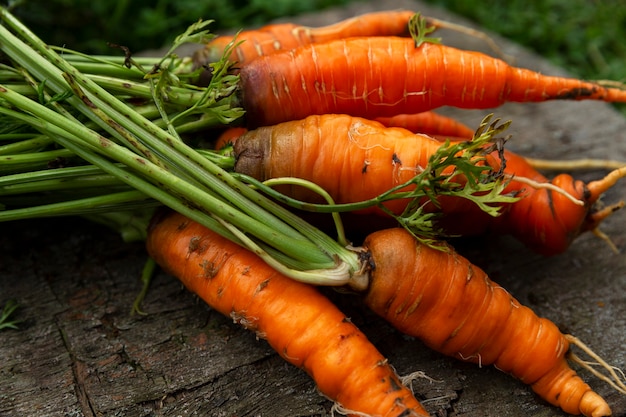 Ripe juicy carrots with tops on an old wooden table in the garden. Vitamins and healthy food. Close-up.