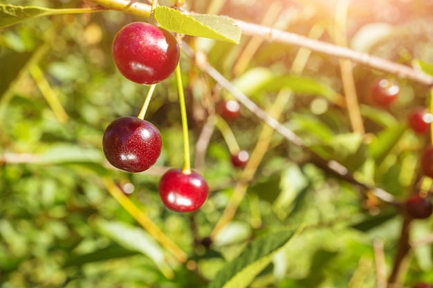 Ripe juicy cherries hanging on a branch