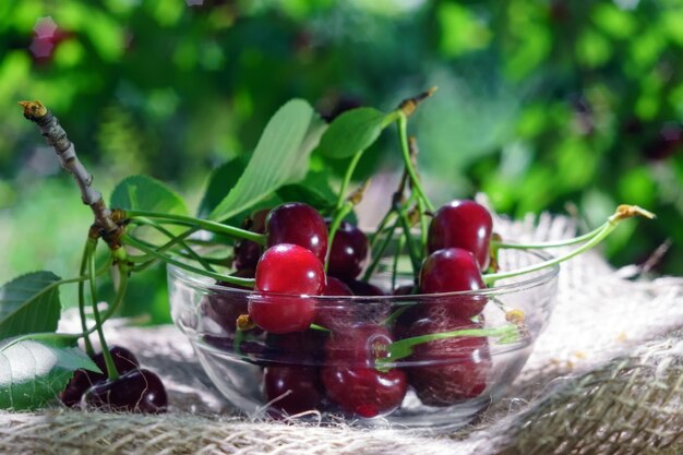 Ripe juicy cherry in a bowl harvest