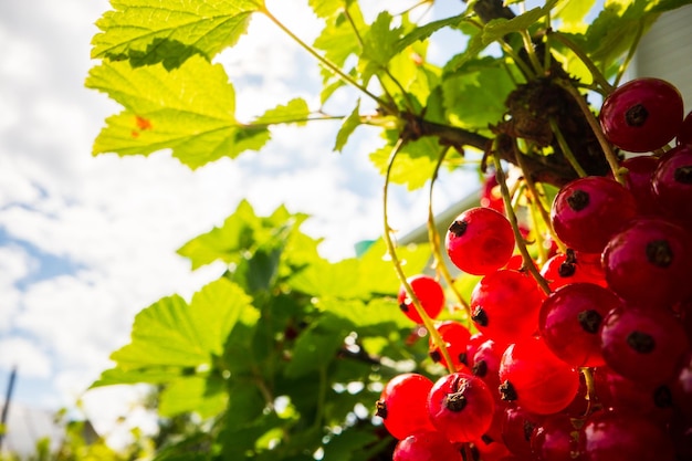 Ripe juicy currant closeup Garden fruit bush Beautiful natural rural background The concept of healthy food with vitamins