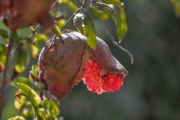 Ripe and juicy fruit pomegranate hangs on a tree in the garden