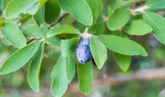 Ripe and juicy honeysuckle berries on green leaves. Vegetarian background, wildlife concept with green shrub, CLOSE-UP.