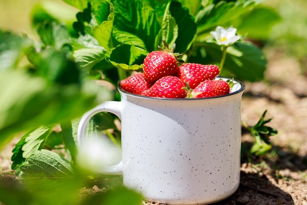 Ripe and juicy organic strawberries from the garden