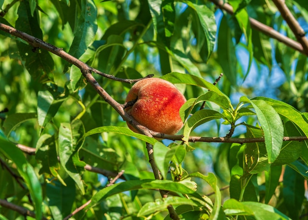 Ripe juicy peach on a tree branch