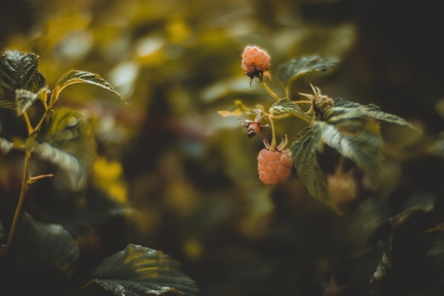 Ripe juicy raspberry Garden fruit bush Beautiful natural rural landscape with strong blurred background The concept of healthy food with vitamins