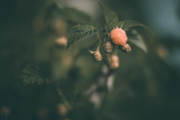 Ripe juicy raspberry Garden fruit bush Beautiful natural rural landscape with strong blurred background The concept of healthy food with vitamins