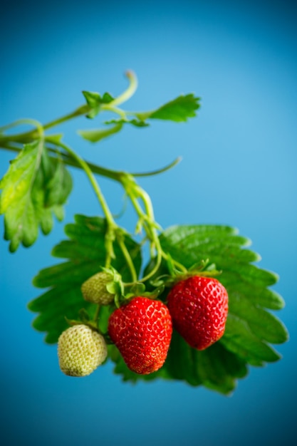 Ripe juicy red strawberry on abstract blue background