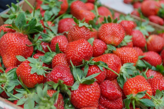 ripe juicy strawberries close up