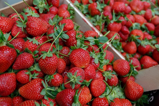 ripe juicy strawberries close up