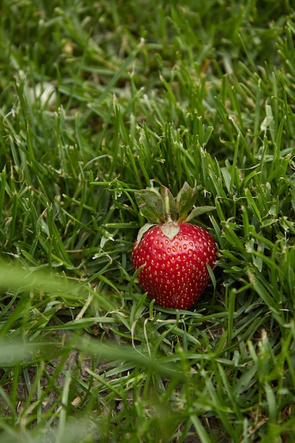 Ripe juicy strawberries on the grass closeup macro green grass bright red strawberries