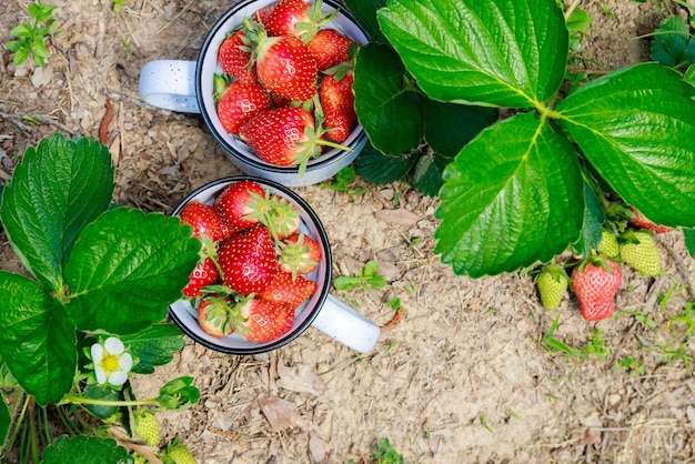 Ripe and juicy strawberries grown organically in garden