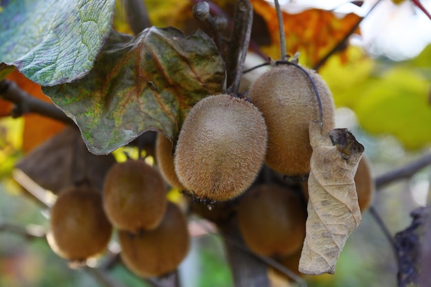 写真 熟したキウイ フルーツは、乾燥した葉の中で枝にぶら下がっています。クローズ アップ