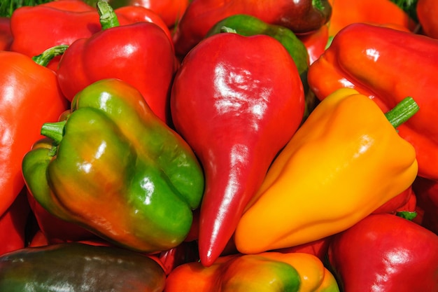 Ripe large multi-colored sweet pepper close-up