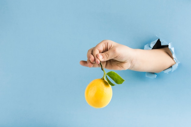 Photo a ripe lemon with a branch and leaves in the hand from the hole in the paper wall on a blue background.