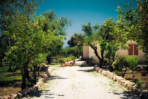 Ripe lemons hanging on a tree in Greece