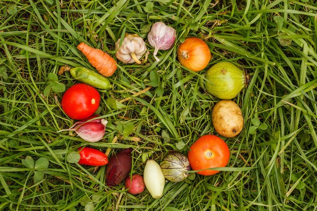 Ripe little vegetables on grass laid out in a circle Healthy foods