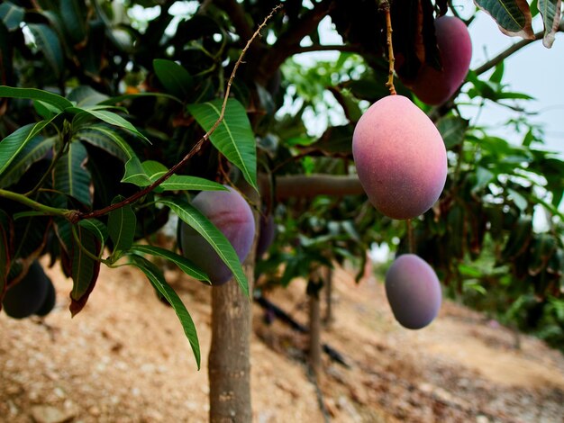 Foto frutti di mango maturi su albero di mango fogliame verde sullo sfondo