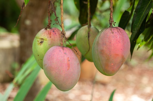 Photo ripe mango fruits on tree