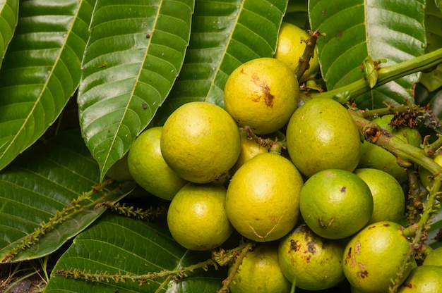 Спелые плоды матоа (Pometia pinnata) и зеленые листья, местные фрукты из Папуа, Индонезия