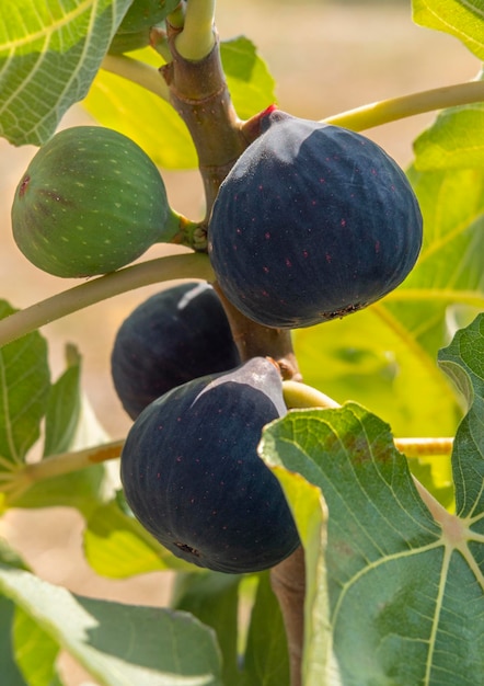 Ripe and maturing figs ficus carica on a tree branch among\
green leaves in greece
