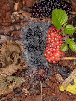 Frutti di gelso maturi caduti a terra in stato di decomposizione fungina