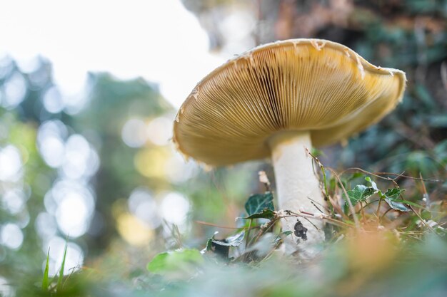 Ripe mushroom in summer forest scene mushroom macrophoto natural mushroom growing and pick up ecotou