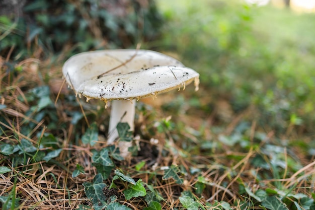 Ripe mushroom in summer forest scene mushroom macrophoto natural mushroom growing and pick up ecotou