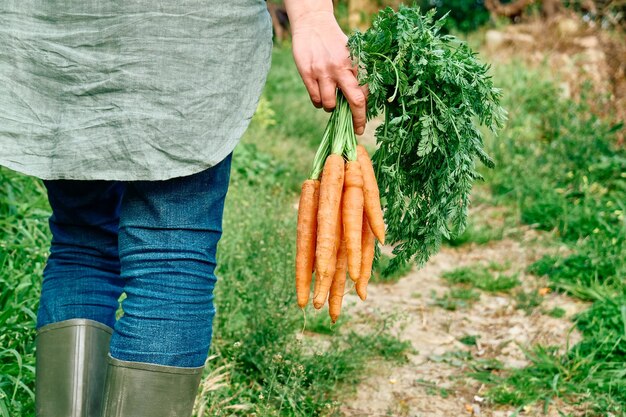 Ripe natural organic freshly picked carrots in the hands of farmer harvest