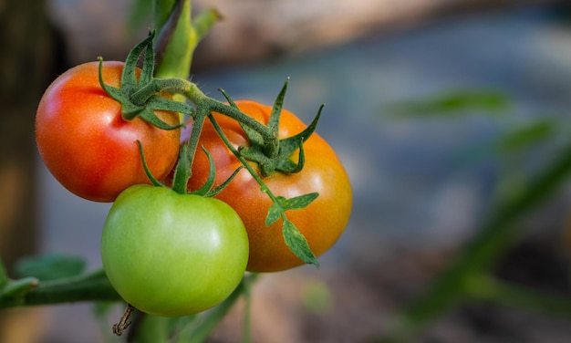 温室の枝で成長する熟した天然のトマト クローズアップ コピースペース