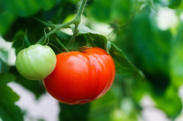 Ripe natural tomatoes growing on a branch in a greenhouse