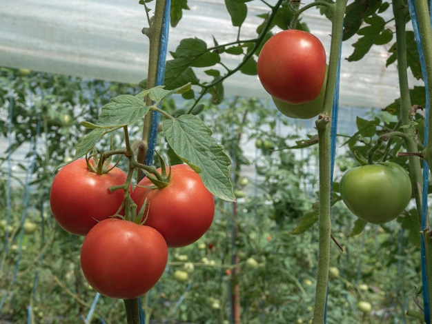 분기에 성장하는 익은 천연 토마토, 온실에서 성장하는 익은 토마토