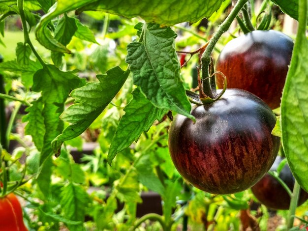 Foto pomodori naturali maturi che crescono in una serra. copia spazio