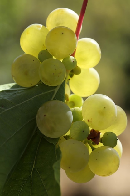 Ripe natural white grapes in autumn