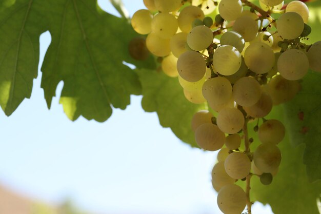 Ripe natural white grapes in autumn