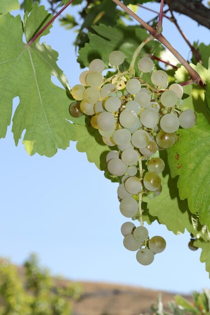 Ripe natural white grapes in autumn