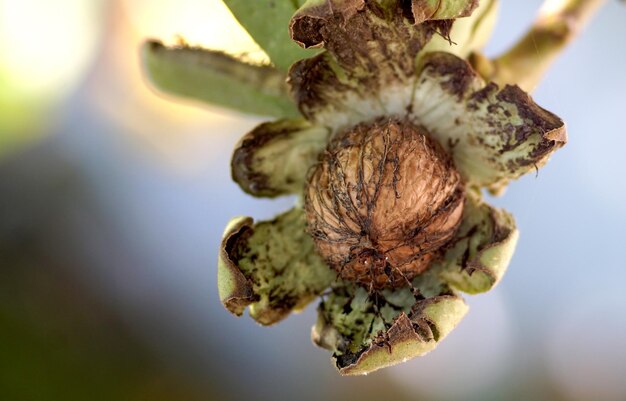 Ripe nuts of a Walnut tree