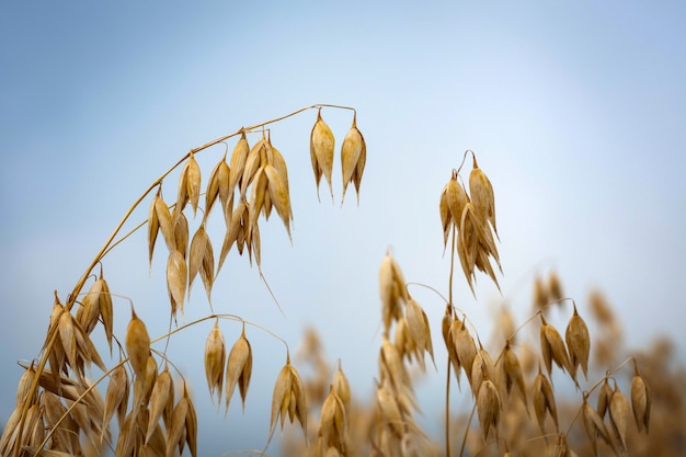 Ripe oats in the field against the sky