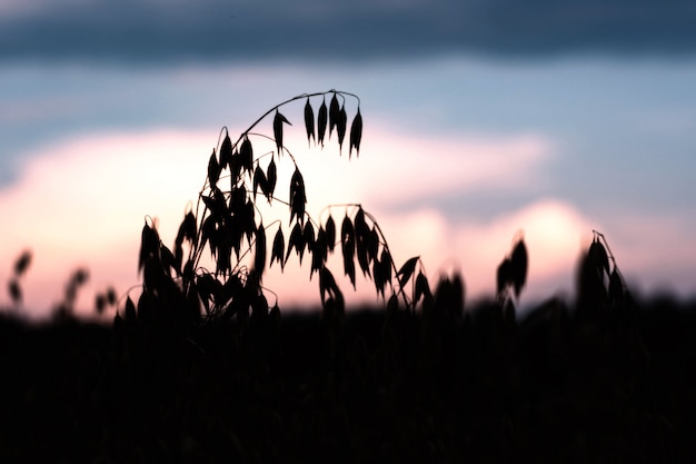 Ripe oats in a field at sunset