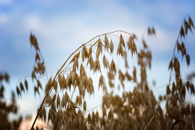 Ripe oats in a field at sunset