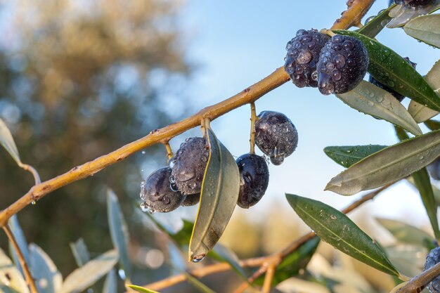 Ripe olives on branch in orchard after rain, autumn harvest