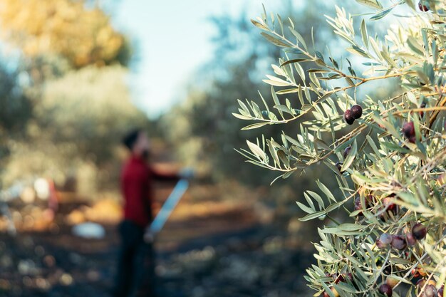 Olive mature su un ramoscello d'ulivo