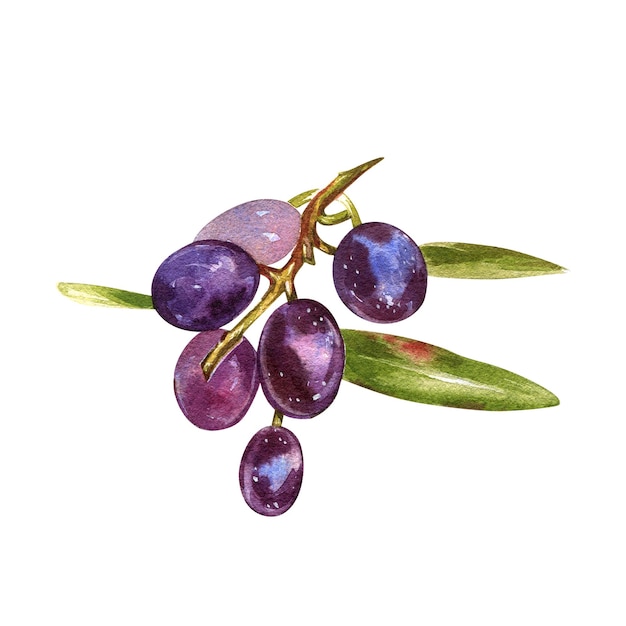 Спелые оливки с листом на ветке, изолированной на белой акварельной ботанической реалистичной иллюстрации