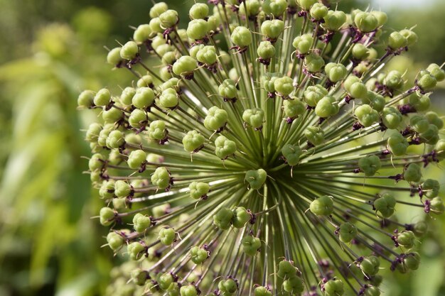 熟したタマネギの花のクローズアップウリヤノフスクロシア