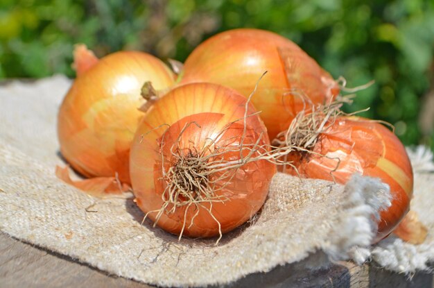 Ripe onion on textile background Fresh onion on wooden table