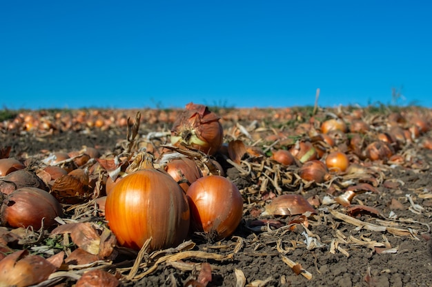 Ripe onions in the field in rows ready for harvesting.