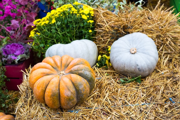 Ripe orange and blue pumpkins on the straw and blooming flowers in the background